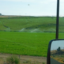 More irrigation - water makes all the difference.