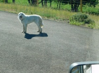 ...and met this very friendly and beautiful Pyrenean Mountain Dog, known as a Great Pyrenees in the U.S.