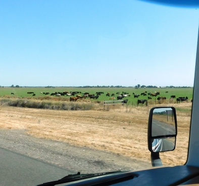 A fat and happy herd of cattle along I-5 south of Sacramento.